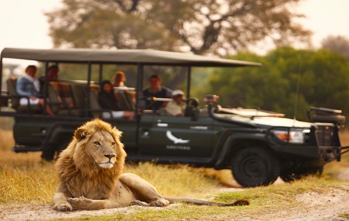 Safari