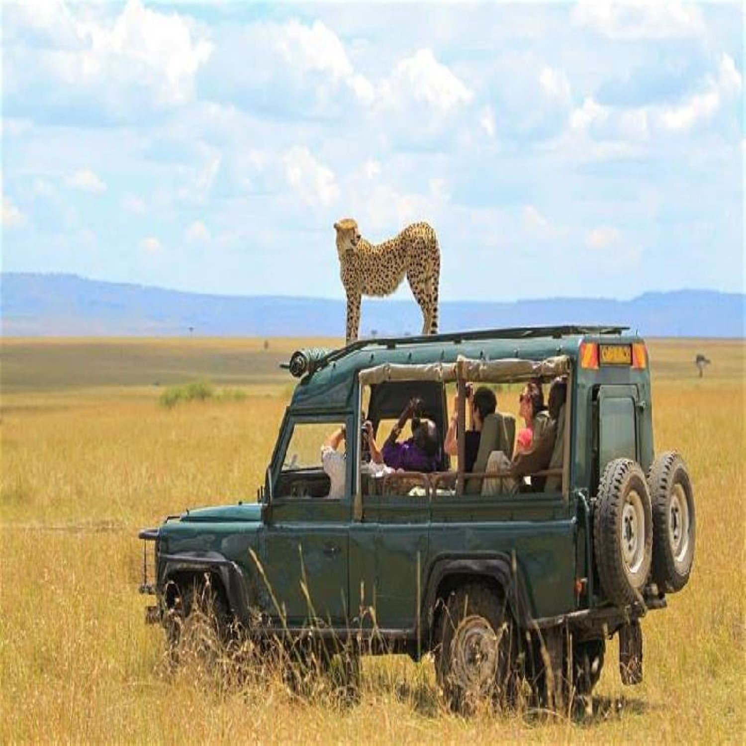 AFRIQUE DU SUD : Découverte & Safari